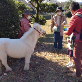 ポニーの餌やり体験